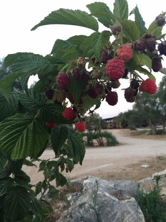 Toritto Agriturismo Armientiヴィラ エクステリア 写真