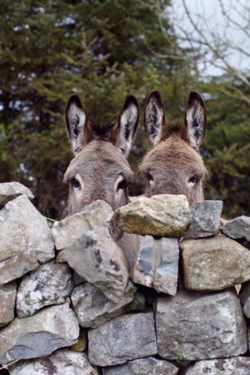 Toritto Agriturismo Armientiヴィラ エクステリア 写真
